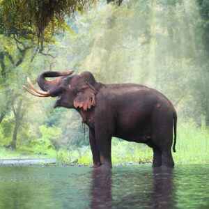 World Animal day