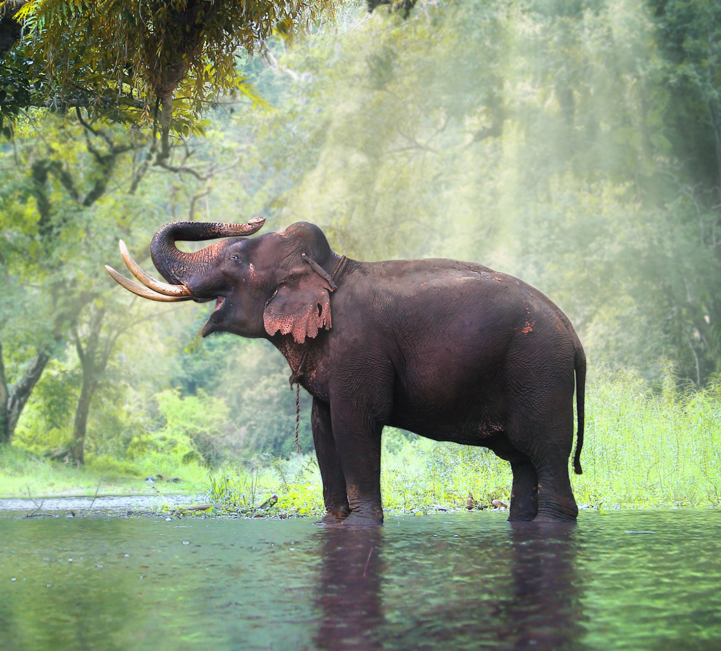 World Animal day